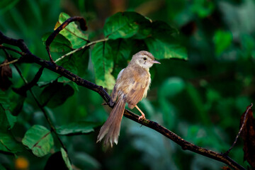 A plain prinia sitting on a small bush on a pleasant morning in bharatpur rajasthan india