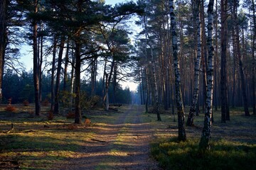spring forest shrouded in light fog