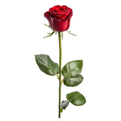 Fototapeta premium Single Red Rose Abstract Background