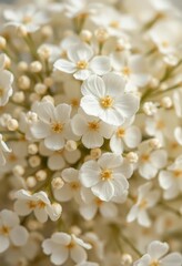 Obraz premium Delicate gypsophila blooms, tiny white petals, close-up view of dried flowers, summer, ethereal