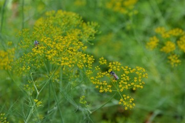 Dill (Anethum Graveolens) with Vibrant Yellow Flowers and Lush Greenery