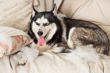 Naughty Husky dog with torn pillow on sofa in living room