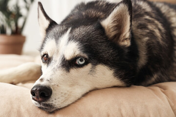 Cute Husky dog lying on pet bed in living room, closeup