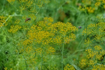 Dill (Anethum Graveolens) with Vibrant Yellow Flowers and Lush Greenery