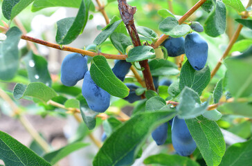 Haskap Berries Growing on a Branch with Green Leaves