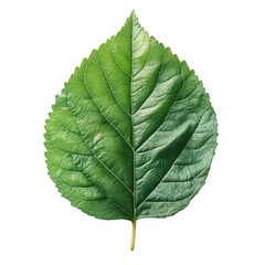 Obraz premium green leaf isolated on transparent background