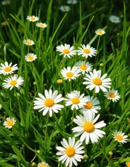 Vibrant green spring grass with delicate white daisies, isolated, spring, stem, rural