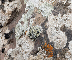 The photograph shows various types of lichens growing on the surface of a rock. The lichens have different shapes, colors, and textures: from light green with lace-like edges to dense, whitish crusts.