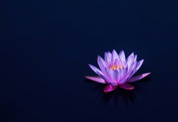 A single purple water lily floats serenely on still, dark water, dark water, serene