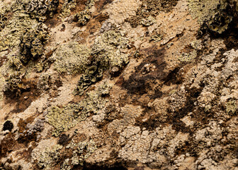 The photograph shows various types of lichens growing on the surface of a rock. The lichens have different shapes, colors, and textures: from light green with lace-like edges to dense, whitish crusts.