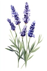 Naklejka premium Watercolor painting of a cluster of vibrant purple lavender