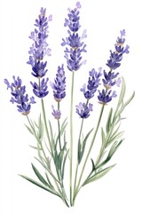 Naklejka premium A watercolor painting depicting a beautiful arrangement of lavender flowers