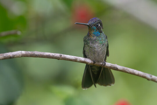 Talamanca hummingbird perched  - Powered by Adobe