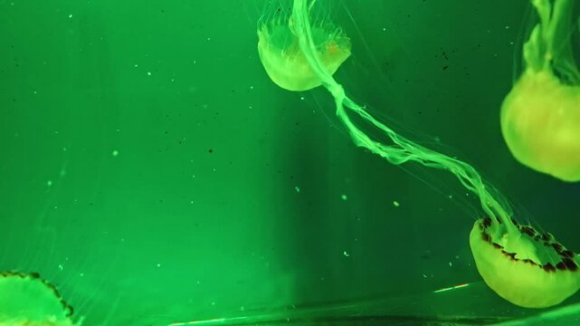 Jellyfish, also known as sea jellies or simply jellies, are the medusa-phase of certain gelatinous members of the subphylum Medusozoa, which is major part of the phylum Cnidaria at VGP Marine Kingdom.