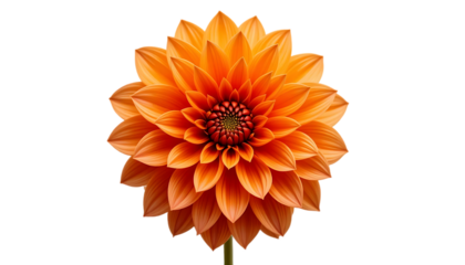 Stunning Orange Dahlia Flower: High-Resolution Close-Up Image