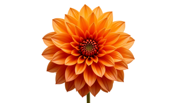 Stunning Orange Dahlia Flower: High-Resolution Close-Up Image