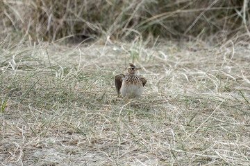 Skylark Alauda arvensis standing on the grass