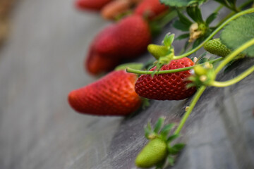 Strawberry field, green strawberry plant in greenhouses, Abundant strawberry production in the harvest season, Long rows lines for strawberries, Fresh ripe organic fruit farm, isolated selective focus