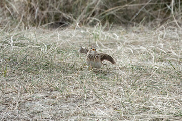 Skylark Alauda arvensis standing on the grass with wings stretched out