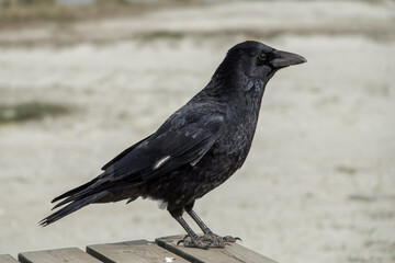 the carrion crow corvus corone a passerine bird of the family corvidae perched on a picnic bench on a beach