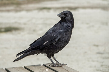 the carrion crow corvus corone a passerine bird of the family corvidae perched on a picnic bench on a beach
