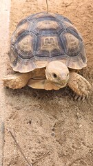 Turtles are animals that have shells to protect themselves from danger.