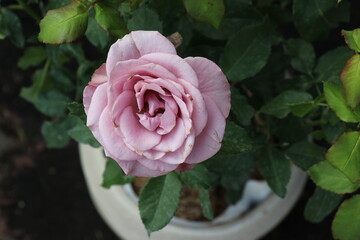 Purple  roses are blooming in the garden.