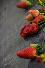Strawberry field, green strawberry plant in greenhouses, Abundant strawberry production in the harvest season, Long rows lines for strawberries, Fresh ripe organic fruit farm, isolated selective focus