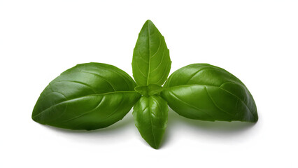 Fototapeta premium single basil leaf with smooth, curved edges and deep green color