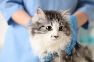 Veterinarian examining cute cat after sterilization in vet clinic