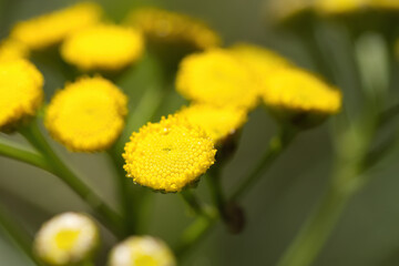 small round yellow flowers, small yellow buds of tansy, yellow flowers of tansy, flowers Tanacetum vulgare, summer flowers