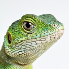 Fototapeta premium Green lizard portrait, studio shot, white background, reptile close-up, wildlife photography