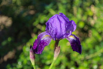 iris, pink, flower, purple, violet, garden, bloom, blossom, spring, petal, macro, flora, summer, stem, flowers, plant, leaf, floral, blue, close-up, nature, beauty, closeup, white, petals, detail, 