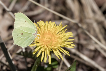 the small white butterfly also known as the cabbage white on a dandelion flower