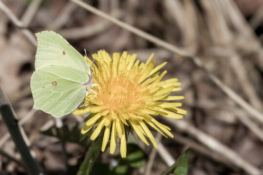 Fototapeta the small white butterfly also known as the cabbage white on a dandelion flower