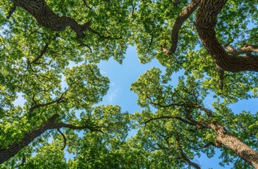Fototapeta premium Low-angle view of oak trees with green leaves
