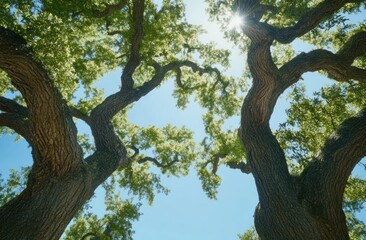 Fototapeta premium Low-angle view of oak trees with green leaves