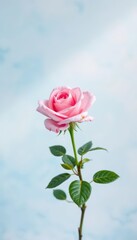 Fototapeta premium A single pink rose blossoms against a soft blue and white backdrop, soft, petals