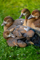 A group of juvenile Egyptian geese, huddling together on grass. Cute picture of goslings. Egyptian goose (Alopochen aegyptiaca) in Kent, UK.