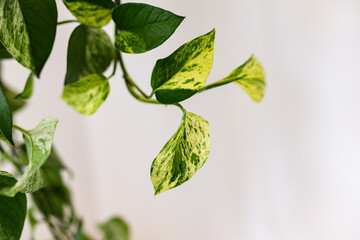 epipremnum flower leaf close up