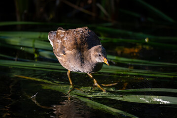 Juvenile moorhen standing on reeds in bright sunlight. Common moorhen (Gallinula chloropus) in...