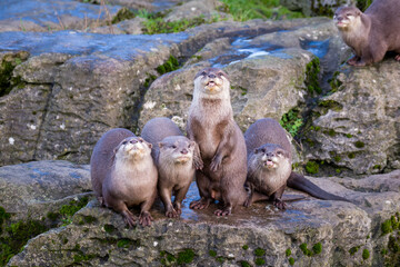 A group of otters interact and rest on a moss-covered rocky surface, displaying their natural behavior in a tranquil outdoor setting.