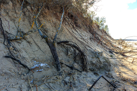 
sandy slope with dry branches and a small amount of snow.