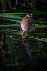 Juvenile moorhen standing on reeds with its beak in the water. Common moorhen (Gallinula chloropus)...