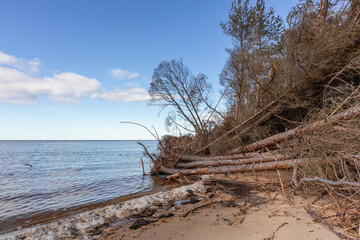 
sea ​​with a sandy shore and dry tree branches.
