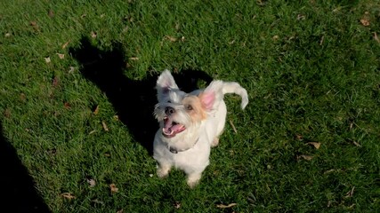 Jack Russell dog barking with excitement in a natural setting.