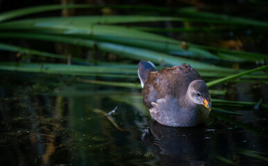 Juvenile moorhen swimming on a pond with reeds in the background. Common moorhen (Gallinula...