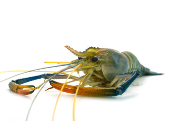 Fresh river prawns isolated on white background. Big freshwater prawns. River prawns for cooking.