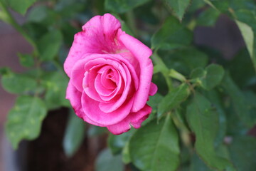 Pink roses are blooming in the garden.