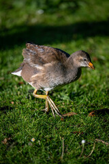 Juvenile moorhen walking on grass in bright sunlight. Common moorhen (Gallinula chloropus) in Kent, UK.